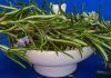 Jaké bylinky na hubnutí jsou nejlepší Na podporu jsou účinné čínské i několik léčivé